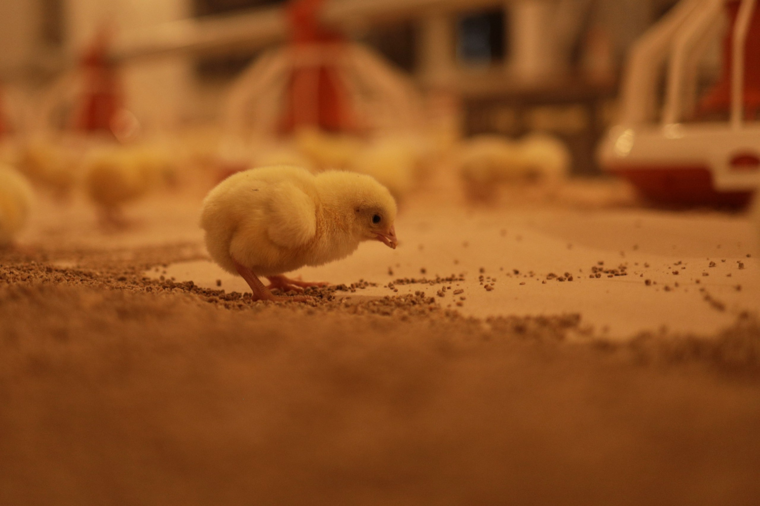 Более 1,4 тысячи вакансий заявили на портале «Работа России» компании АПК в Нижегородской области