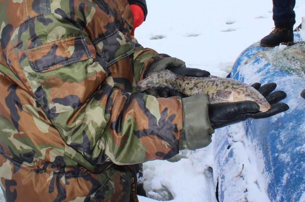 С 1 февраля в Нижегородской области снимается запрет на добычу налима