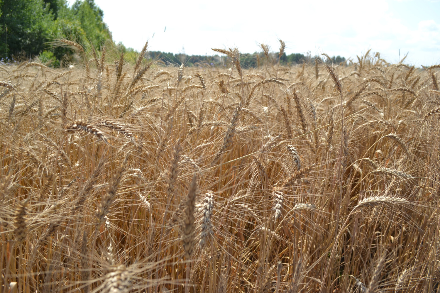 Глеб Никитин: «Для климатической зоны, где мы находимся, подотрасли сельского хозяйства показывают очень серьезные результаты»